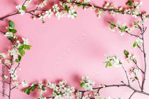 Frame of spring cherry tree branches with white flowers on a pink background. Copy space for text © Ekaterina