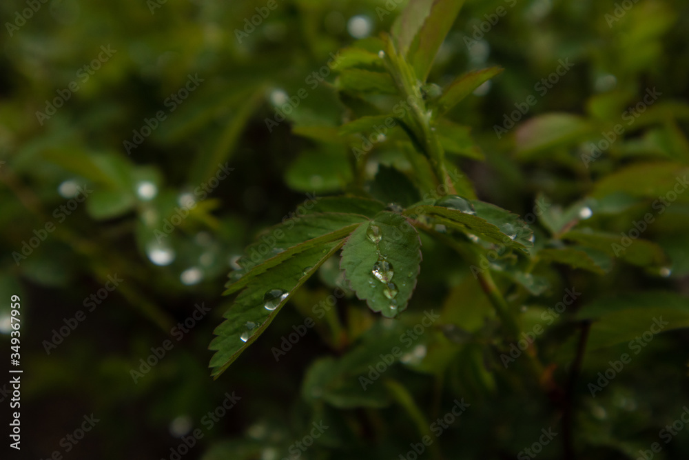 Background of wild rose after rain. Raindrops on a dogrose. Beautiful nature. Plant texture. Background of wild rose after rain. Raindrops on a dogrose. Beautiful nature. Plant texture.