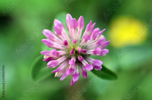 Nahaufnahme einer Kleeblüte