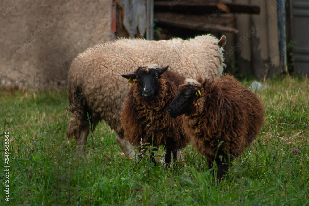 white and black sheeps in a field white and black sheeps in a field