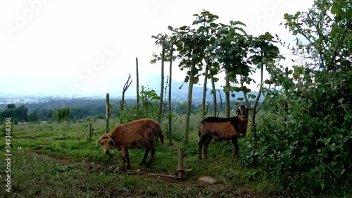 Goat feasting on a rural countryside road outside of Musanze, Rwanda- 2019 photo