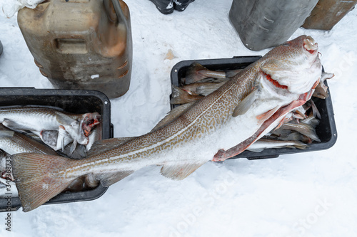 cod caught in the Barents sea photo