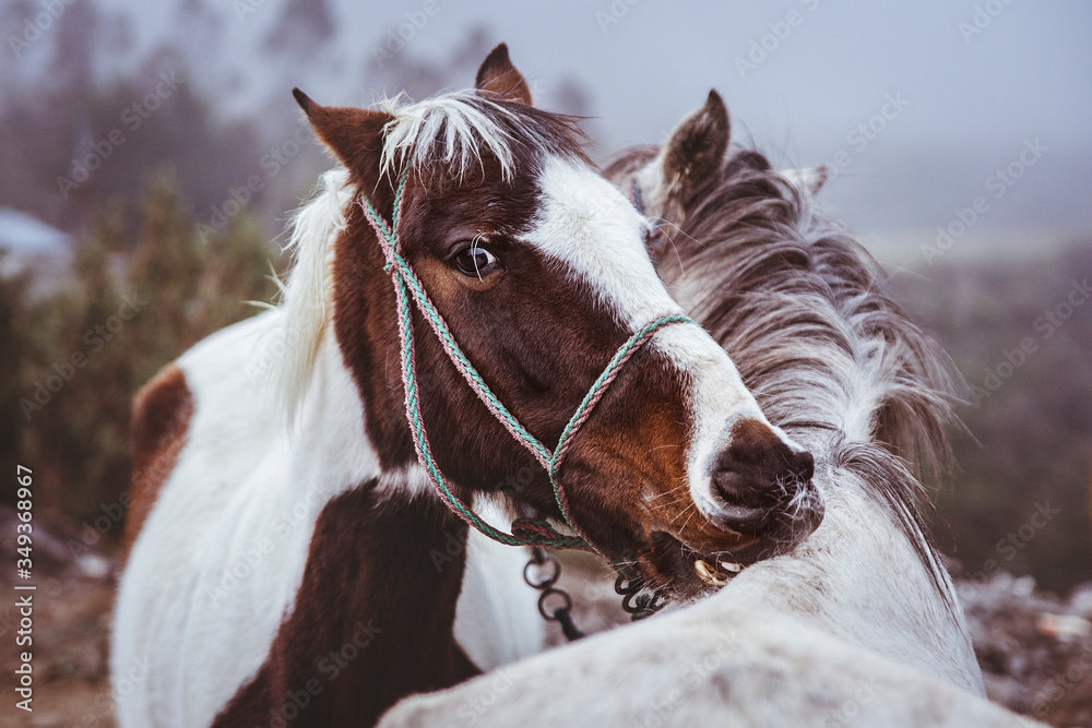 Obraz premium La hermosa mirada de los caballos