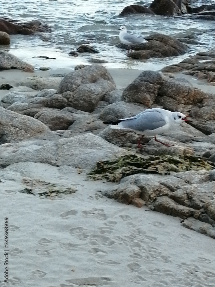 Vue d'une mouette au bord de la plage sur un rocher. Vue d'une mouette au bord de la plage sur un rocher.