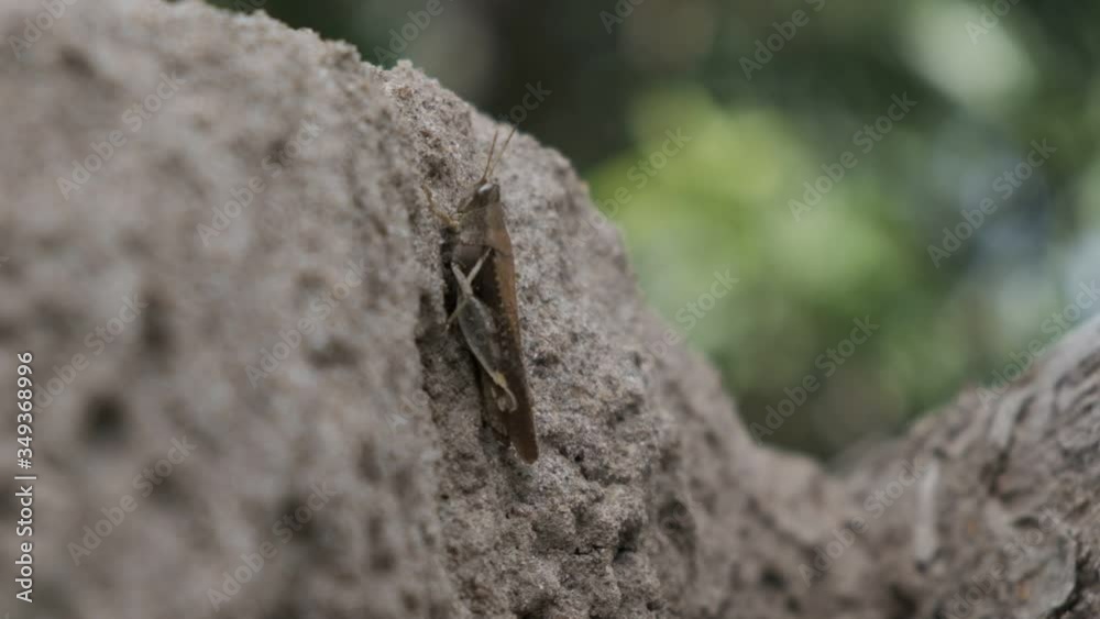 Grasshopper jump from rock close up slow motion