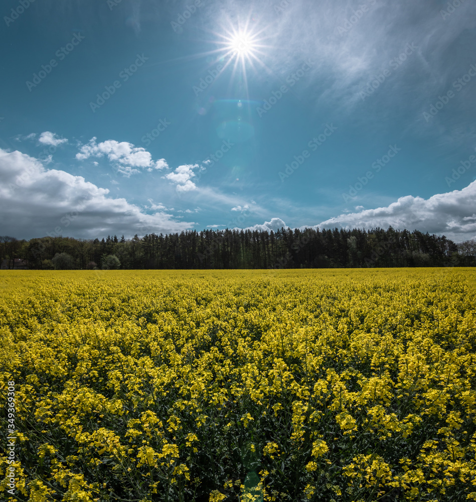 Obraz premium a field full of yellow oilseed rape with star of the sun on the sky