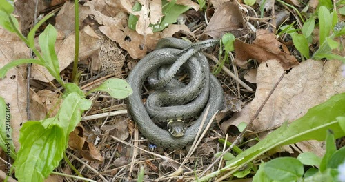 Grass snake examining the air with forked tongue and crawling away photo