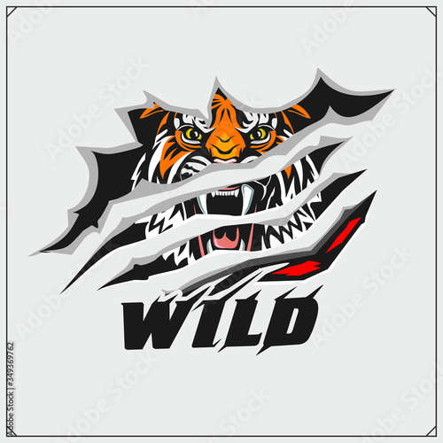Sport club emblem with tiger.  Print design fot t-shirt. 
