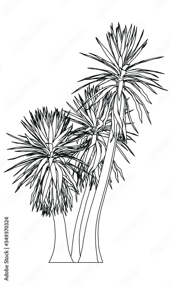 Palm tree polygonal lines illustration. Abstract vector palm tree on the white background