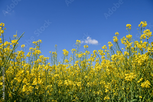 Close up of yellow rapeseed flowers on blue sky background. Copy space.
