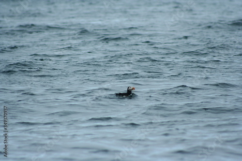 Atlantic puffin in the Atlantic ocean.
