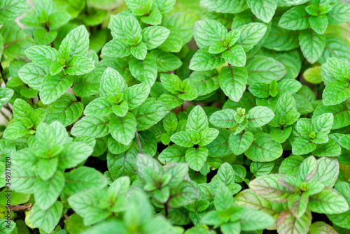 Tender stems of good herb or mint organic cultivation in a Guatemalan garden outdoors.