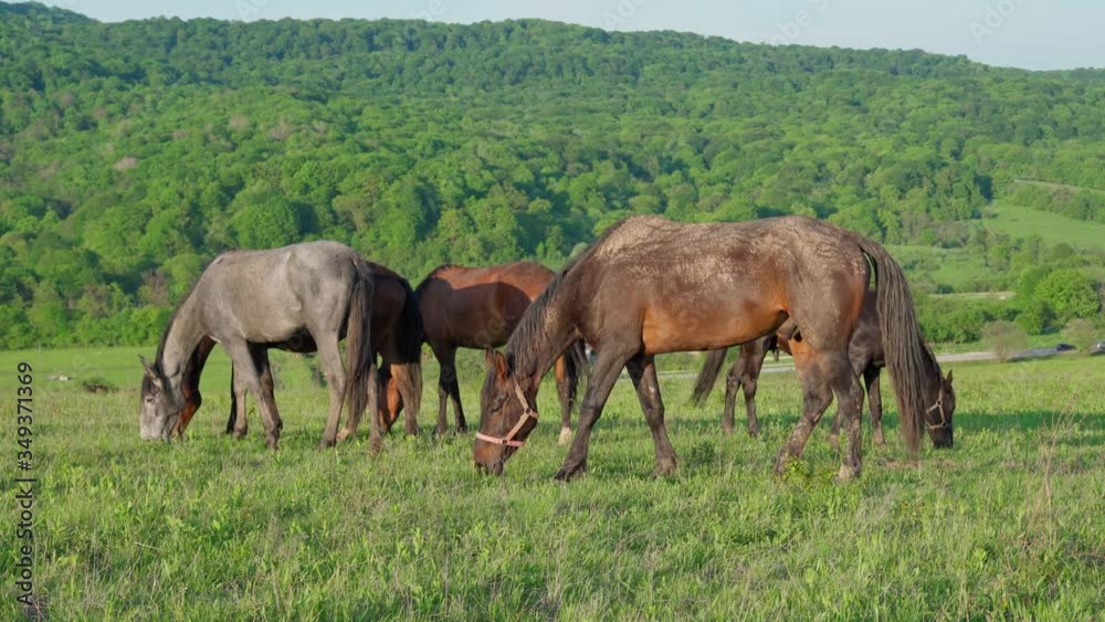 Herd of horses grazes in the meadow
Herd of horses grazes in the meadow