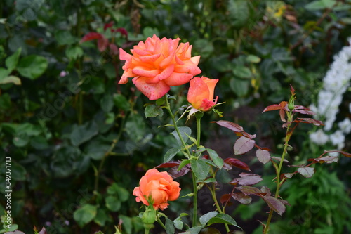 Garden rose in a bright coral
