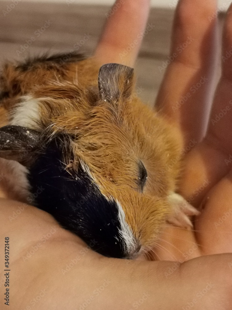 Obraz premium guinea pig in hand