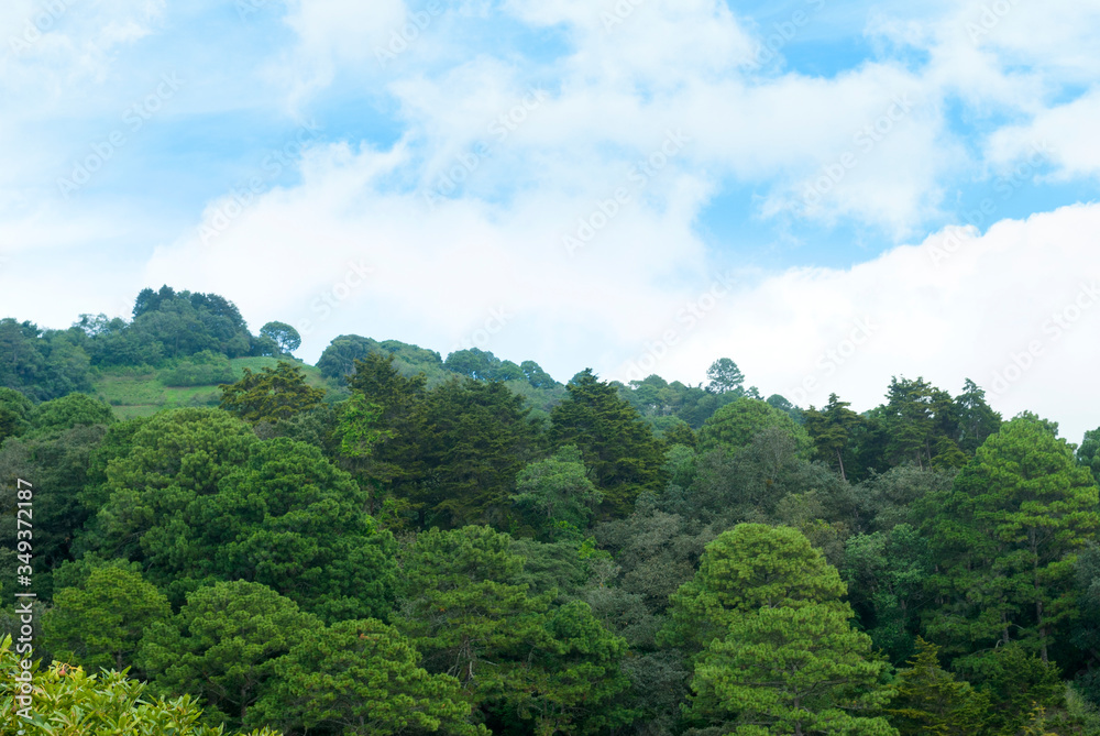 Forest mountains in rural Guatemala, trees that supply oxygen and food for humans.