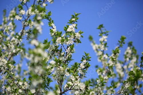 cherry blossoms in may against a blue sky