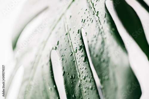 Closeup of monstera leaf with rain drops