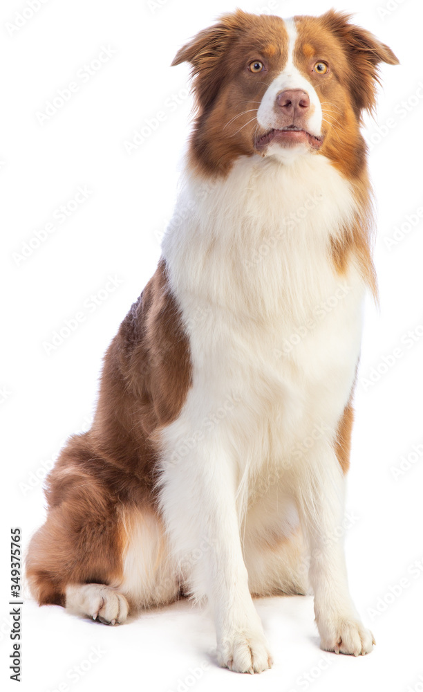 Fototapeta premium Standing Australian shepherd looking