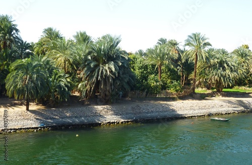 Riverside landscape. Palm trees and greenery on the bank of the Nile river, Egypt.