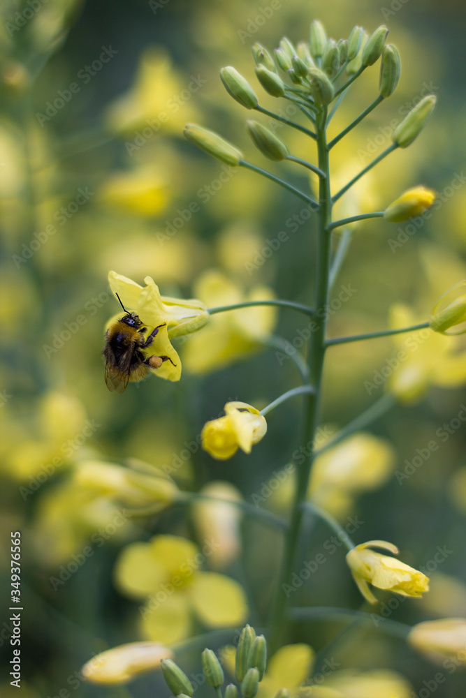 yellow flower with bee on top , colorful plants , green and yellow yellow flower with bee on top , colorful plants , green and yellow