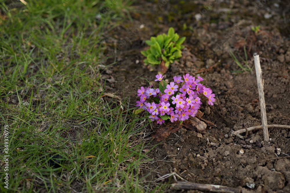 pink primroses blooming in the garden in spring pink primroses blooming in the garden in spring