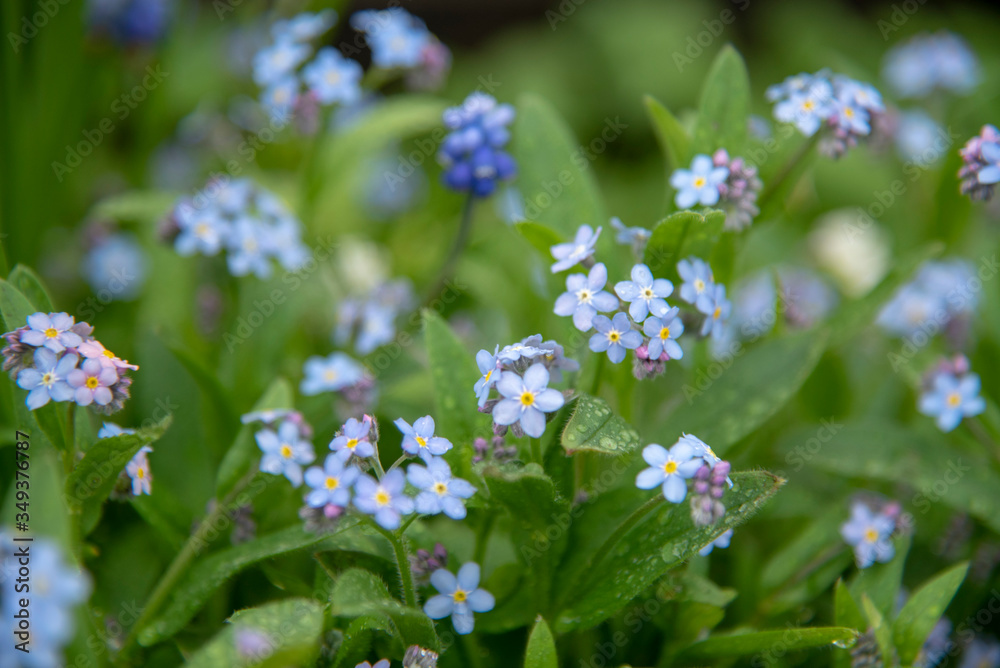 A full frame of delicate blue forget-me-nots as a backdrop.