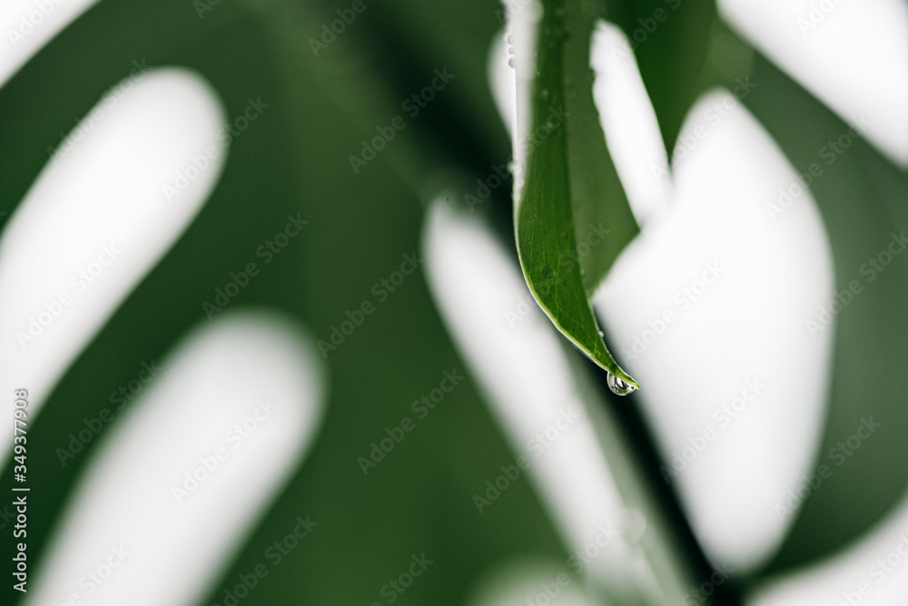 Closeup of monstera leaf with rain drops Closeup of monstera leaf with rain drops