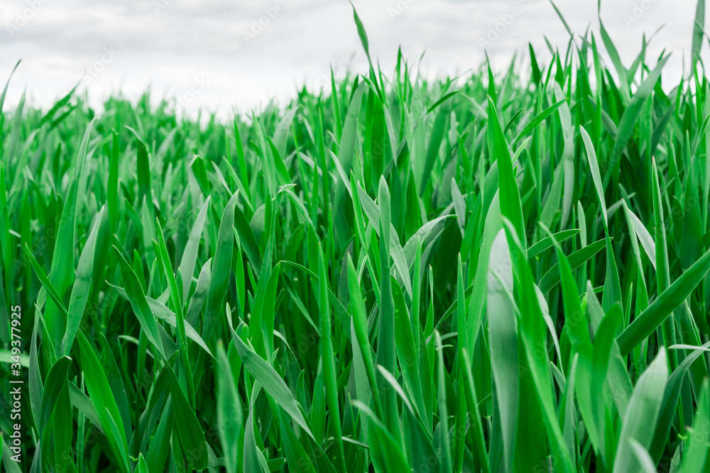 Fototapeta premium green grass close-up on background blue sky and white clouds