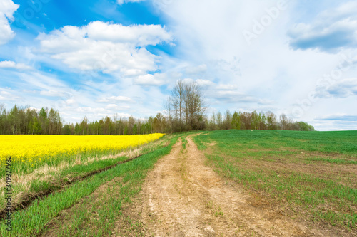 A winding dirt road between dry grass  blooming yellow rape and green grass. On the horizon there are trees against the sky with clouds. Nature spring landscape