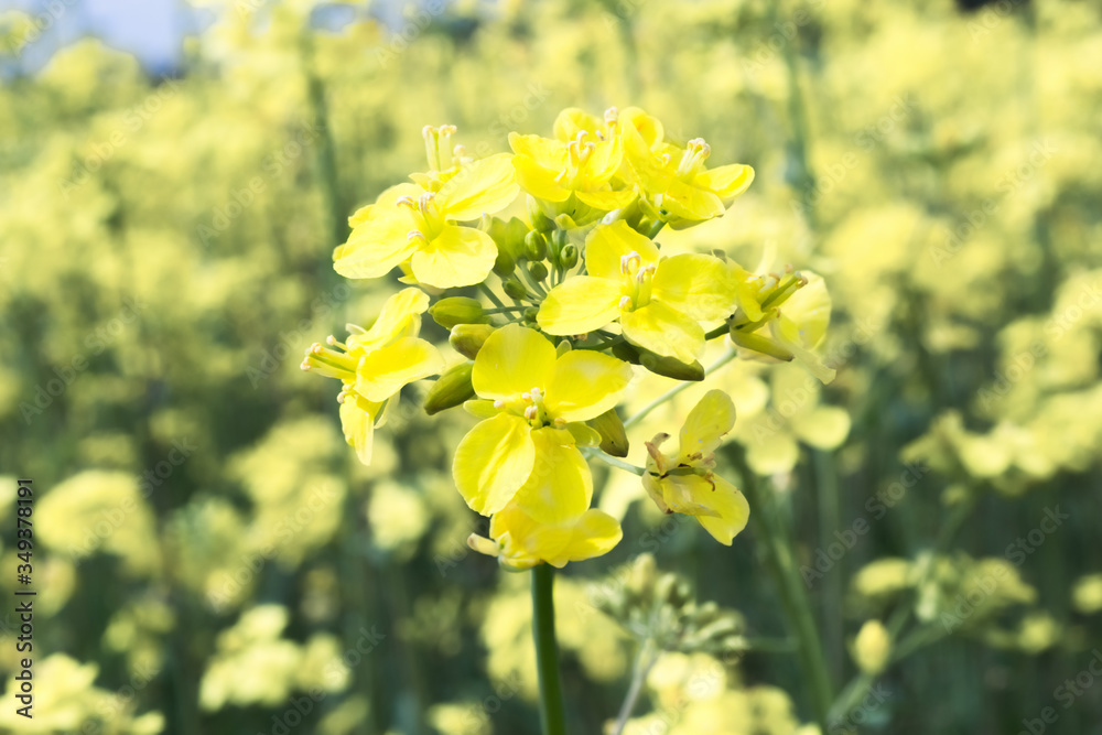 Yellow rapeseed close-up plant rapeseed on yellow background Yellow rapeseed close-up plant rapeseed on yellow background