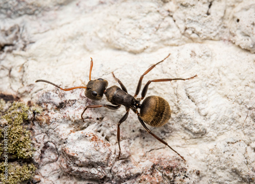camponotus ant macro insect backyard