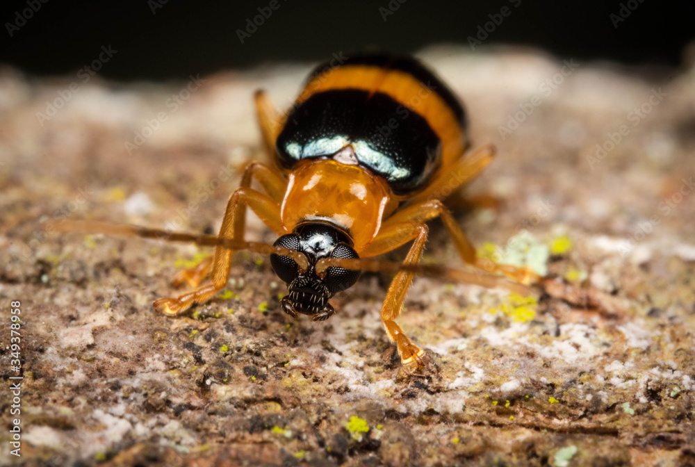Naklejka premium black and yellow macro beetle