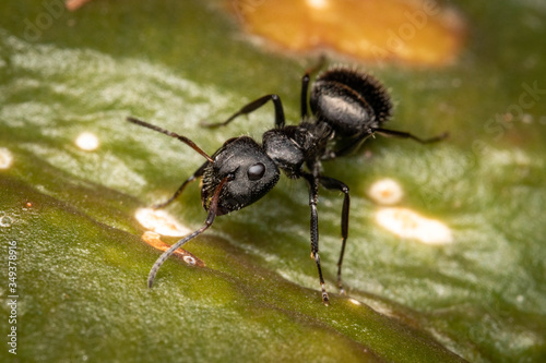 camponotus black ant macro plants and wood garden © Andres
