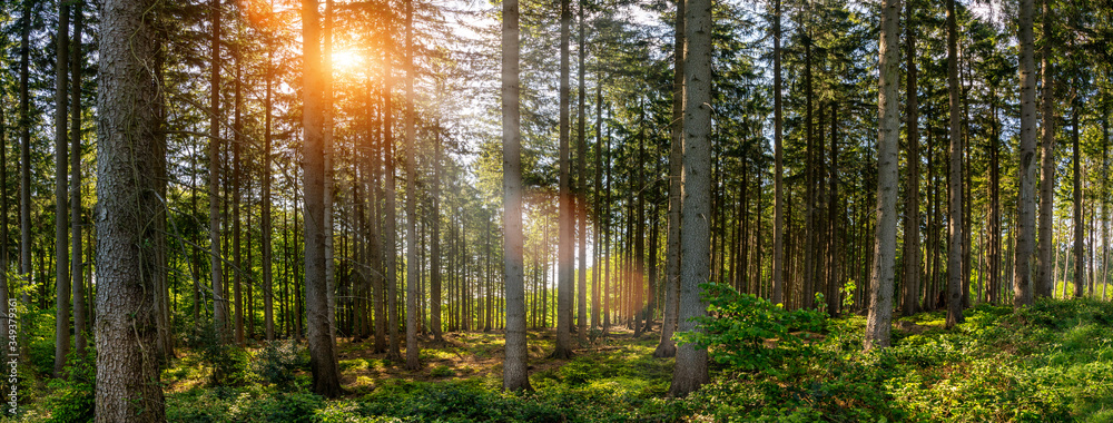 Obraz premium Silent Forest in spring on a sunny day with beautiful bright sun rays