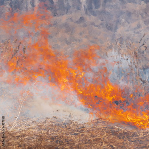 Red-orange fire burning dry grass in meadow of spring forest. Close-up view natural wild fire background