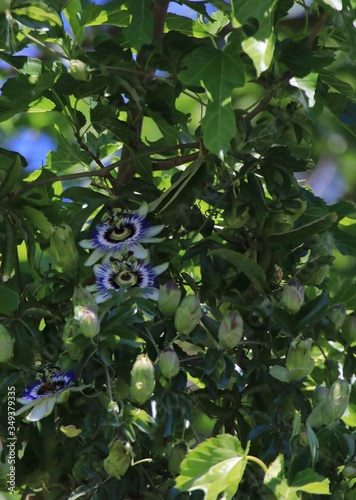 Passion flowers 