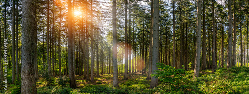 Silent Forest in spring on a sunny day with beautiful bright sun rays