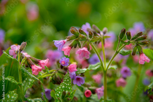 Full frame of bright colors of pulmonaria as a backdrop.