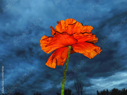 Papavero rosso fiore davanti al cielo blu nuvoloso di notte  photo