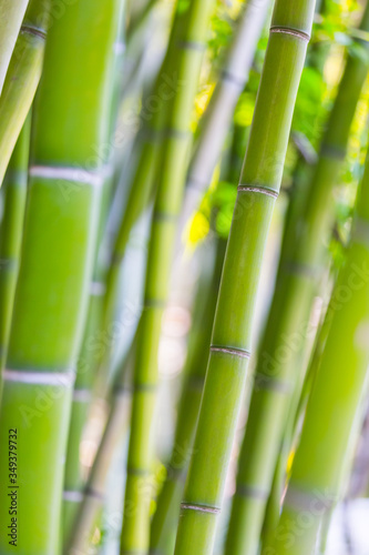 Fototapeta Naklejka Na Ścianę i Meble -  Bamboo background. Light green bamboo stems on soft blurred background. Juicy green plants. Beautiful natural botanical photography