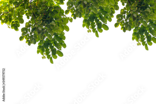 green leaf isolated on white background with copy space