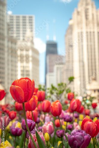 Close up of red, pink, purple and yellow tulips in a planting bed in the median in Michigan Avenue with highrise buildings out of focus in the background.