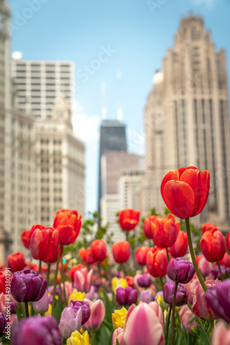 Close up of red, pink, purple and yellow tulips in a planting bed in the median in Michigan Avenue with highrise buildings out of focus in the background. photo