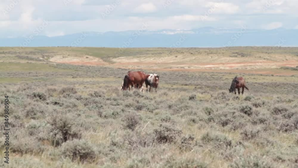 Wild Mustangs of the McCullough Peak Horse Management Area, Wyoming Wild Mustangs of the McCullough Peak Horse Management Area, Wyoming