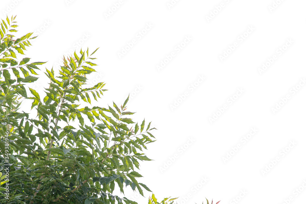 Obraz premium green leaf isolated on white background with copy space
