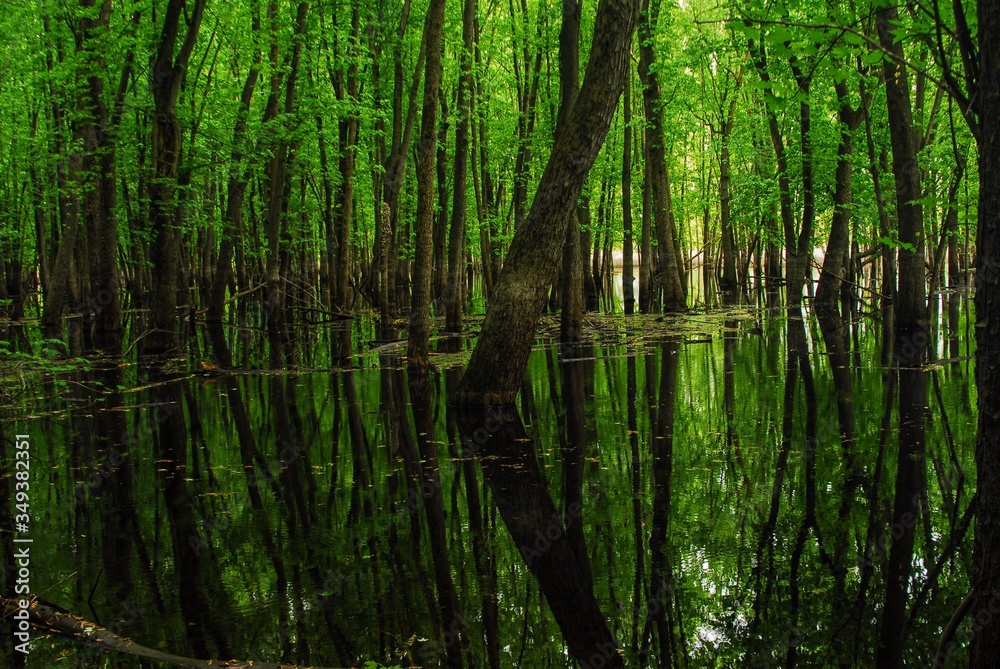 reflection of trees in water reflection of trees in water