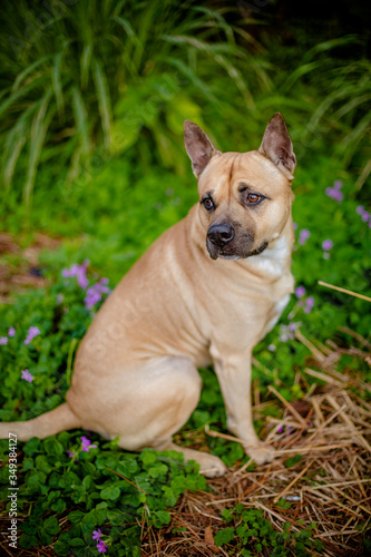 Pitt Bull Dog