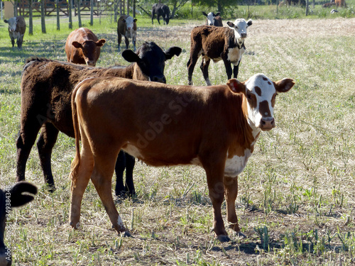 Vacas en el campo pampeano