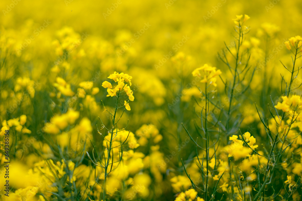Yellow flowers of blooming rapeseed on the field in Germany.